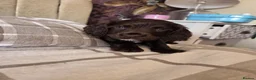 Cocker Spaniel dogs for sale: Lovely Cocker Spaniel puppies  - Advert 8