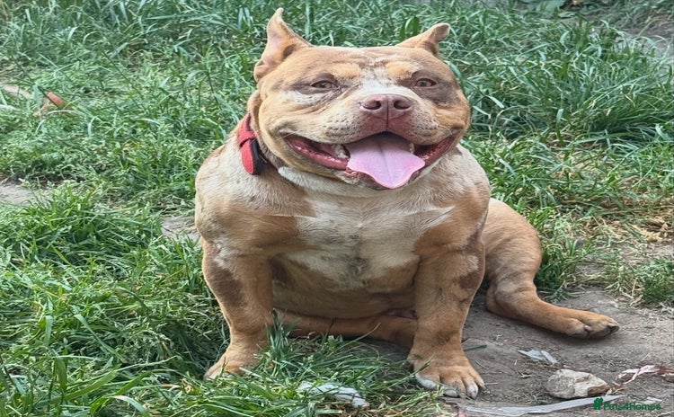 American Bully dogs - Advert 12