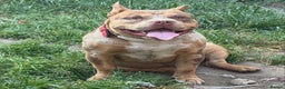 American Bully dogs for stud: ABKC pocket bully for stud   - Advert 1
