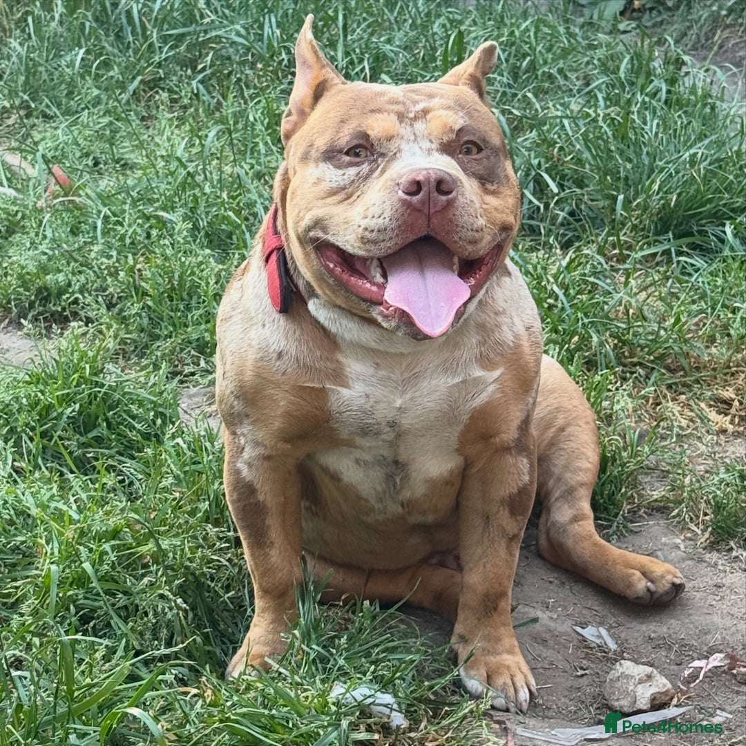 American Bully dogs for stud: ABKC pocket bully for stud   - Advert 1