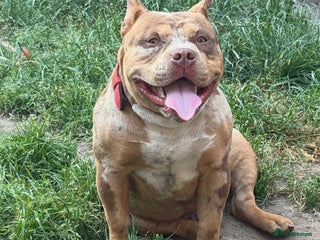 American Bully dogs - Advert 4