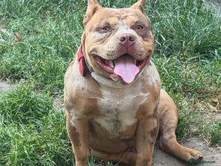 American Bully dogs ABKC pocket bully for stud - Advert 14