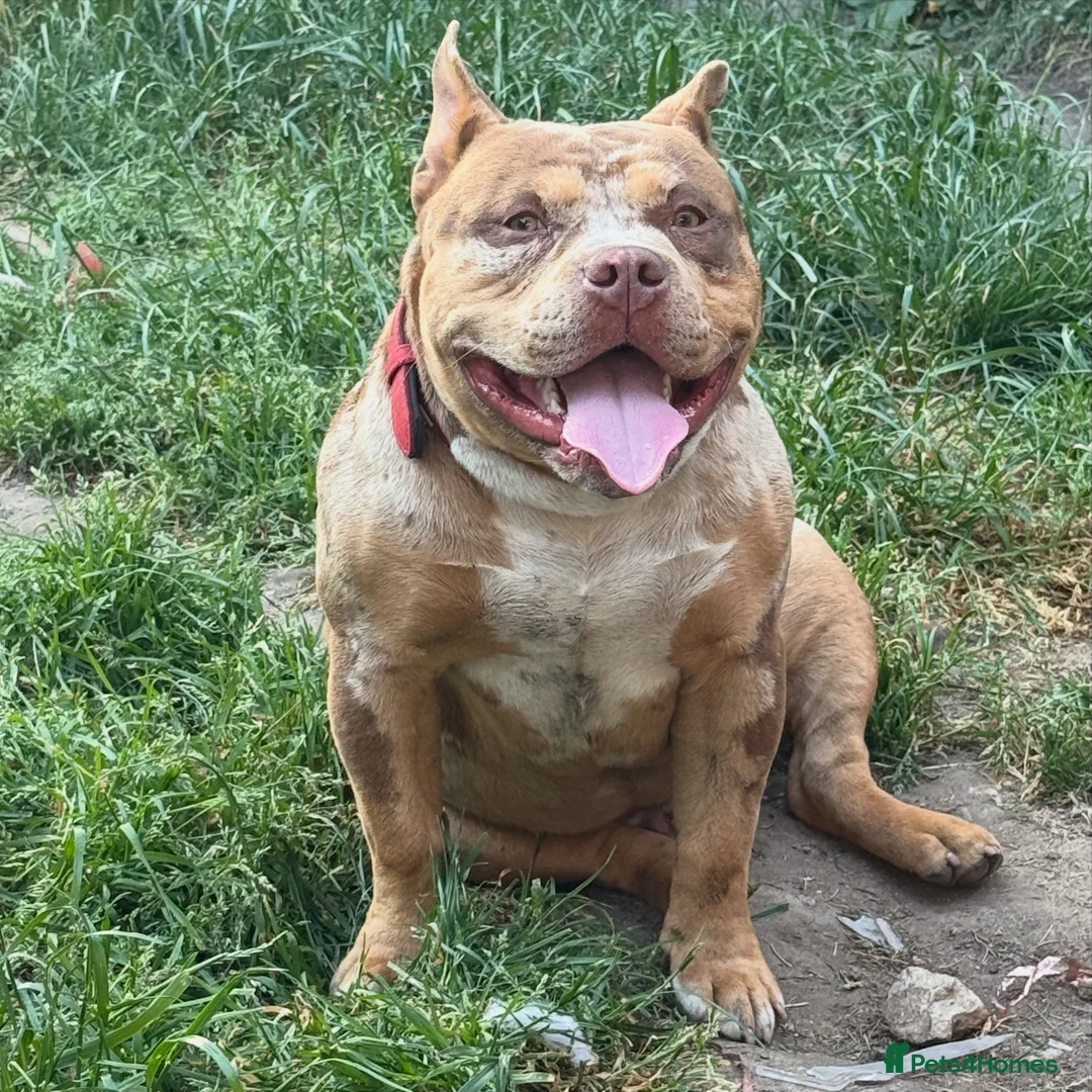 American Bully dogs for stud: ABKC pocket bully for stud   - Advert 1