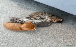 Maine Coon cats for sale: Grey Ragdoll / Mainecoon kitten - Image 9