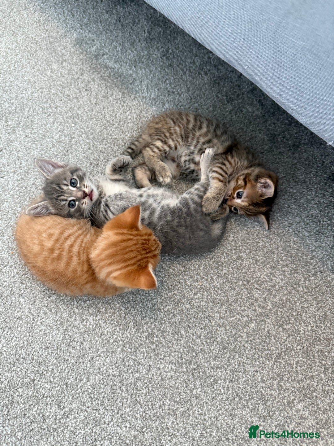 Maine Coon cats for sale: Grey Ragdoll / Mainecoon kitten - Image 9