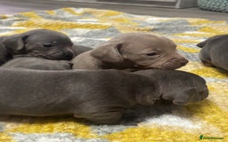 Mixed Breed dogs for sale: Unreal Frenchweiner puppy’s 🥹 - Image 7