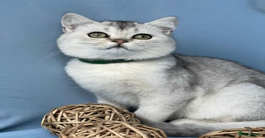 British Shorthair cats - Advert 4