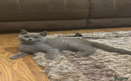 British Shorthair cats for sale: Chunky Female & Male BSH Kittens READY NOW in Herne Bay - Image 9