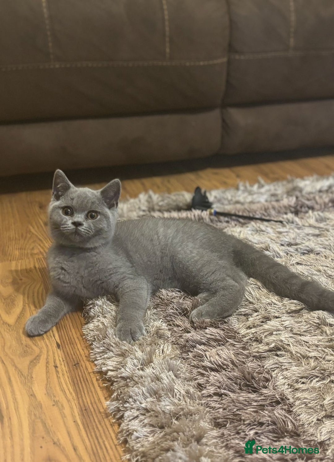British Shorthair cats for sale: Chunky Female & Male BSH Kittens READY NOW in Herne Bay - Image 9