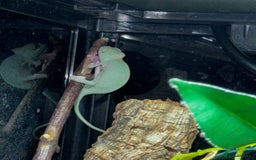 Gecko reptiles for sale: Lizards for rehome  - few to choose from  in Nottingham - Image 1