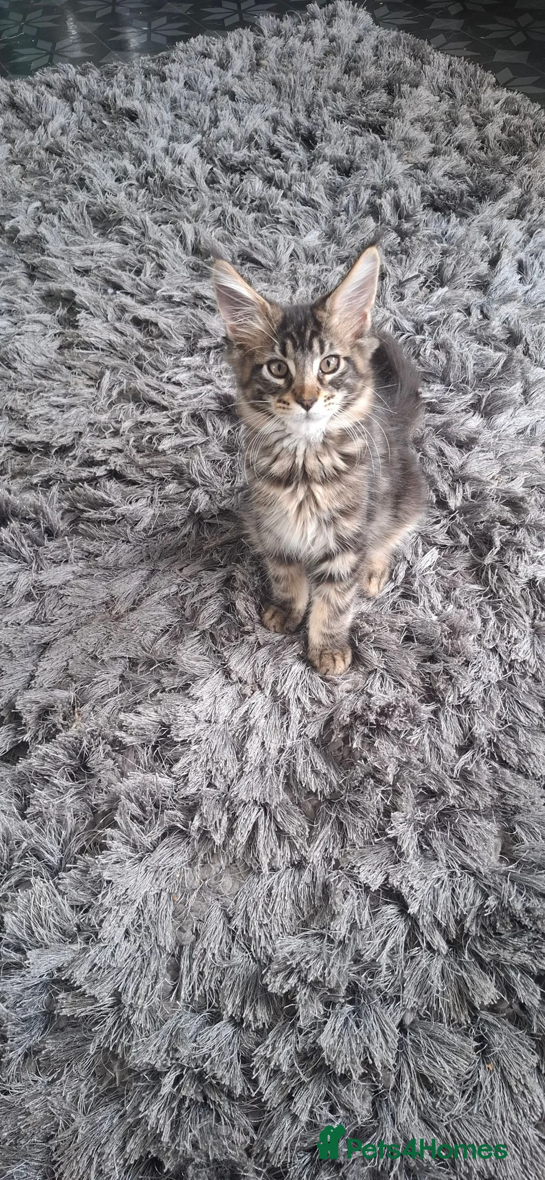 Maine Coon cats for sale: 3 stunning boys looking for their forever homes  - Advert 5