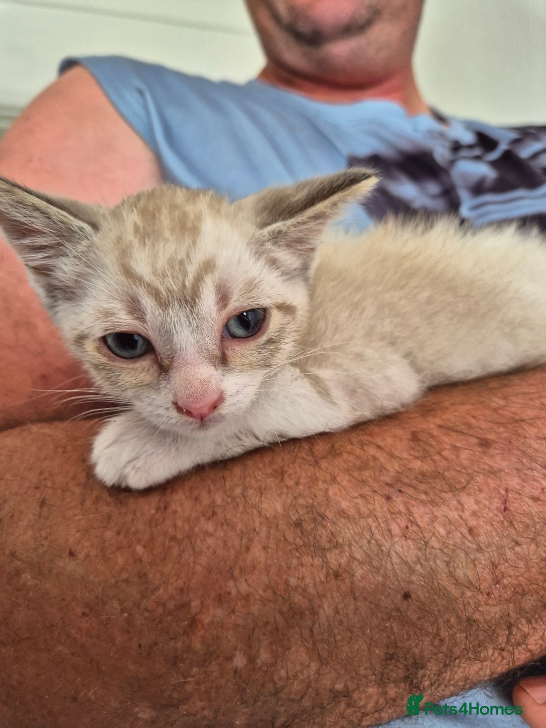 Snowshoe cats for sale:  pedigree Tica reg  snowshoes ready now - Image 23