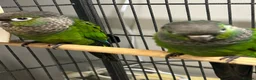 Conures birds for sale: Black cap conures for sale - Advert 2