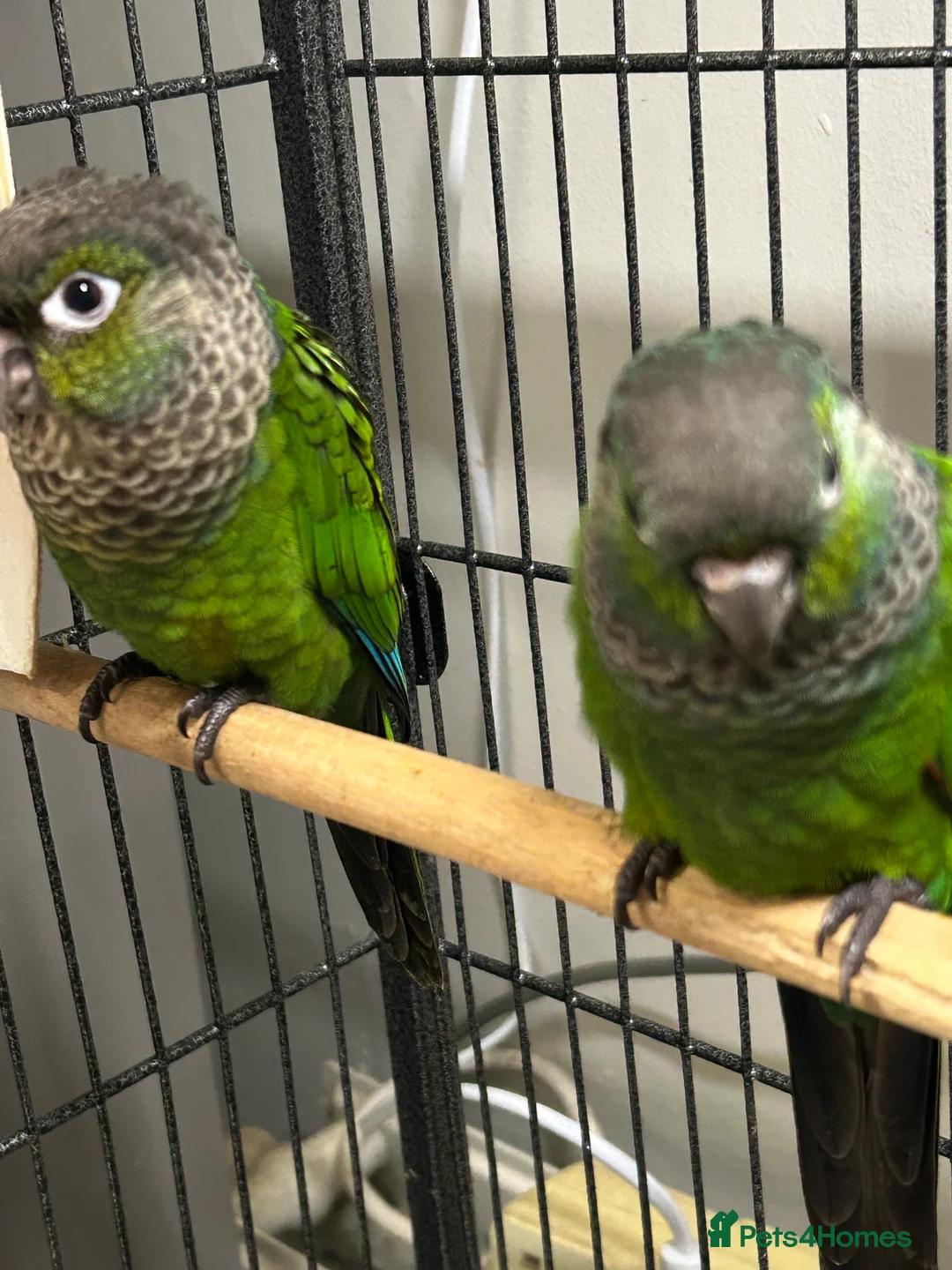 Conures birds for sale: Black cap conures for sale - Advert 2