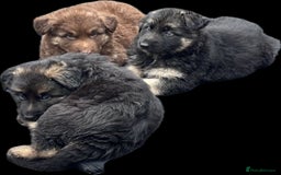 German Shepherd dogs for sale: Beautiful German Shepherd Puppies  - Image 17