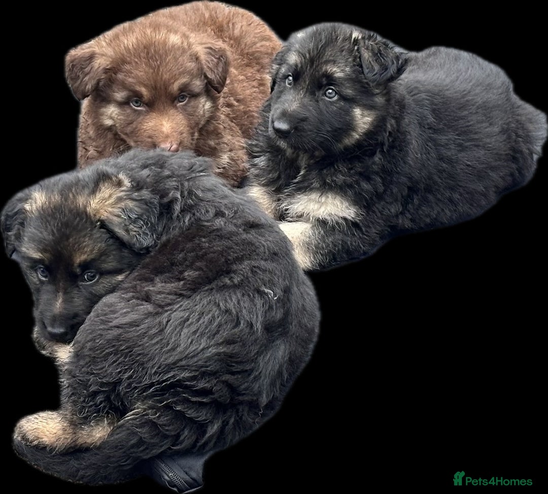 German Shepherd dogs for sale: Beautiful German Shepherd Puppies  - Image 17
