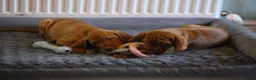 Hungarian Vizsla dogs for sale: Hungarian Vizsla Puppies – Rich Geltwood Heritage - Advert 7