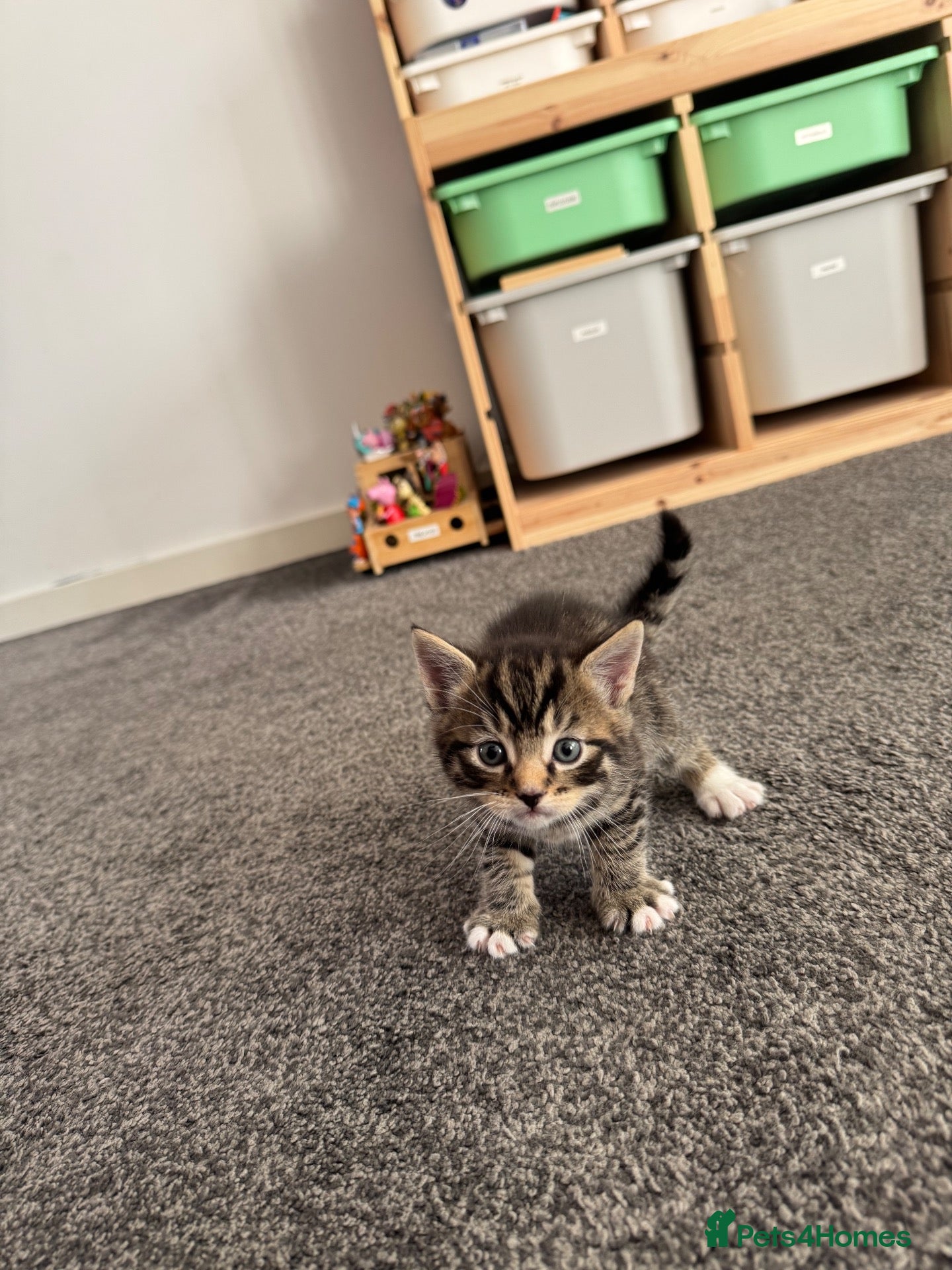 Mixed Breed cats Beautiful litter of four kittens  - Advert 5