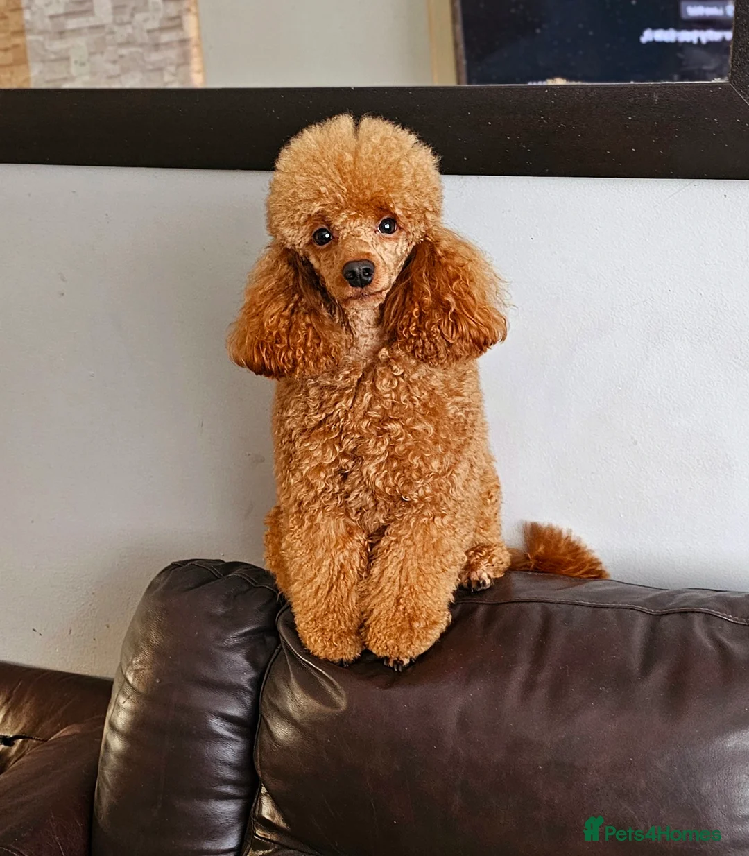 Toy Poodle dogs for stud: Beautiful Red Toy Poodle for Stud in Motherwell - Advert 3