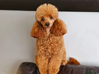 Toy Poodle dogs Beautiful Red Toy Poodle for Stud - Advert 1