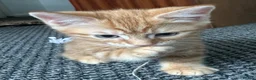 British Shorthair cats for sale: Ginger British shorthair male kittens.  3  - Advert 6