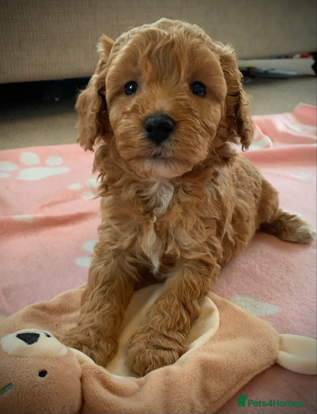 Cockapoo dogs for sale: Beautiful Cockapoo puppies - Advert 15