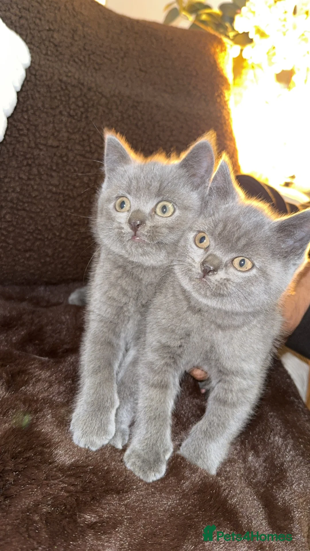 British Shorthair cats for sale: British short hair  in Keighley - Advert 2