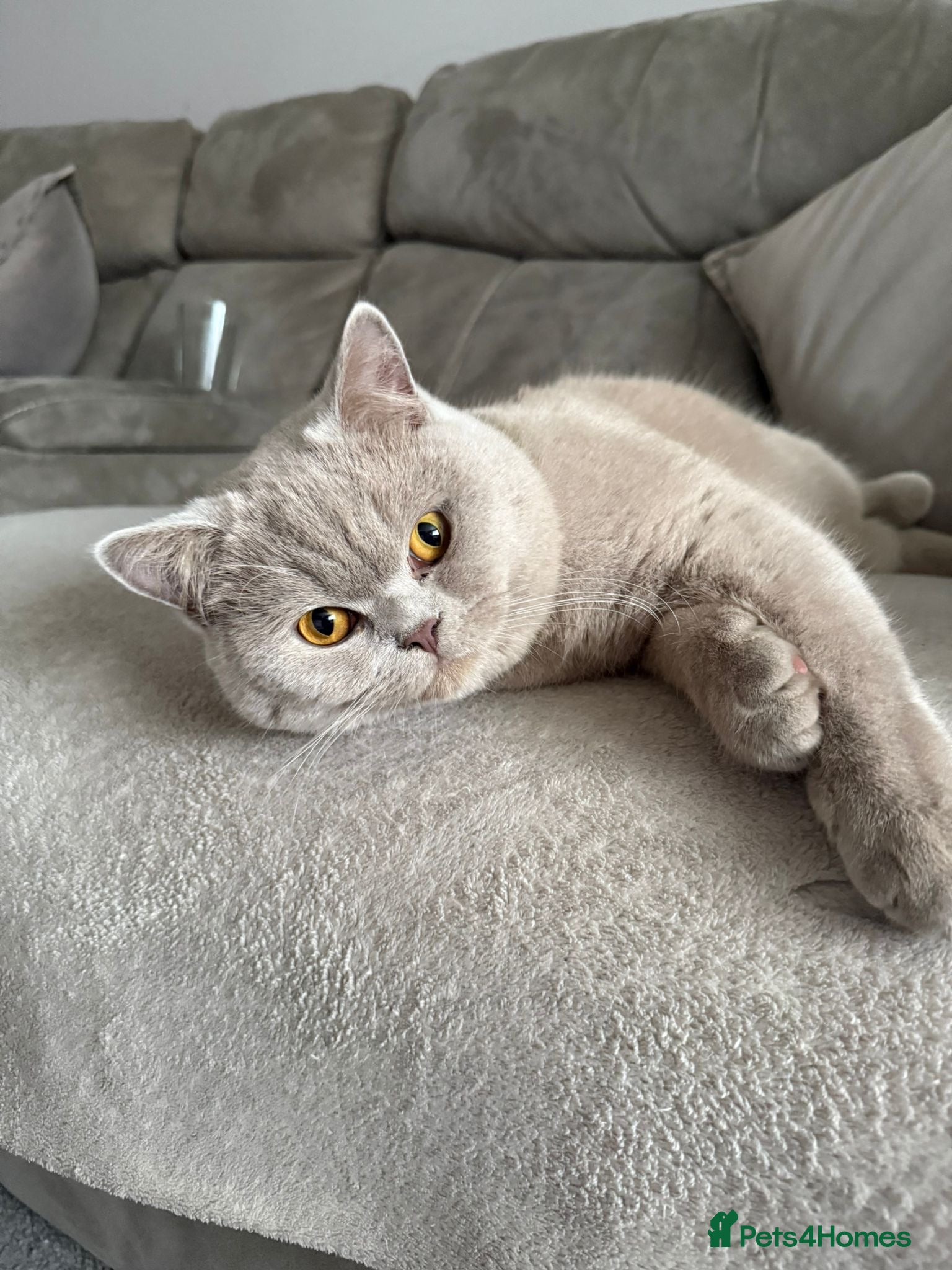 British Shorthair cats Adorable male BSH - Advert 1