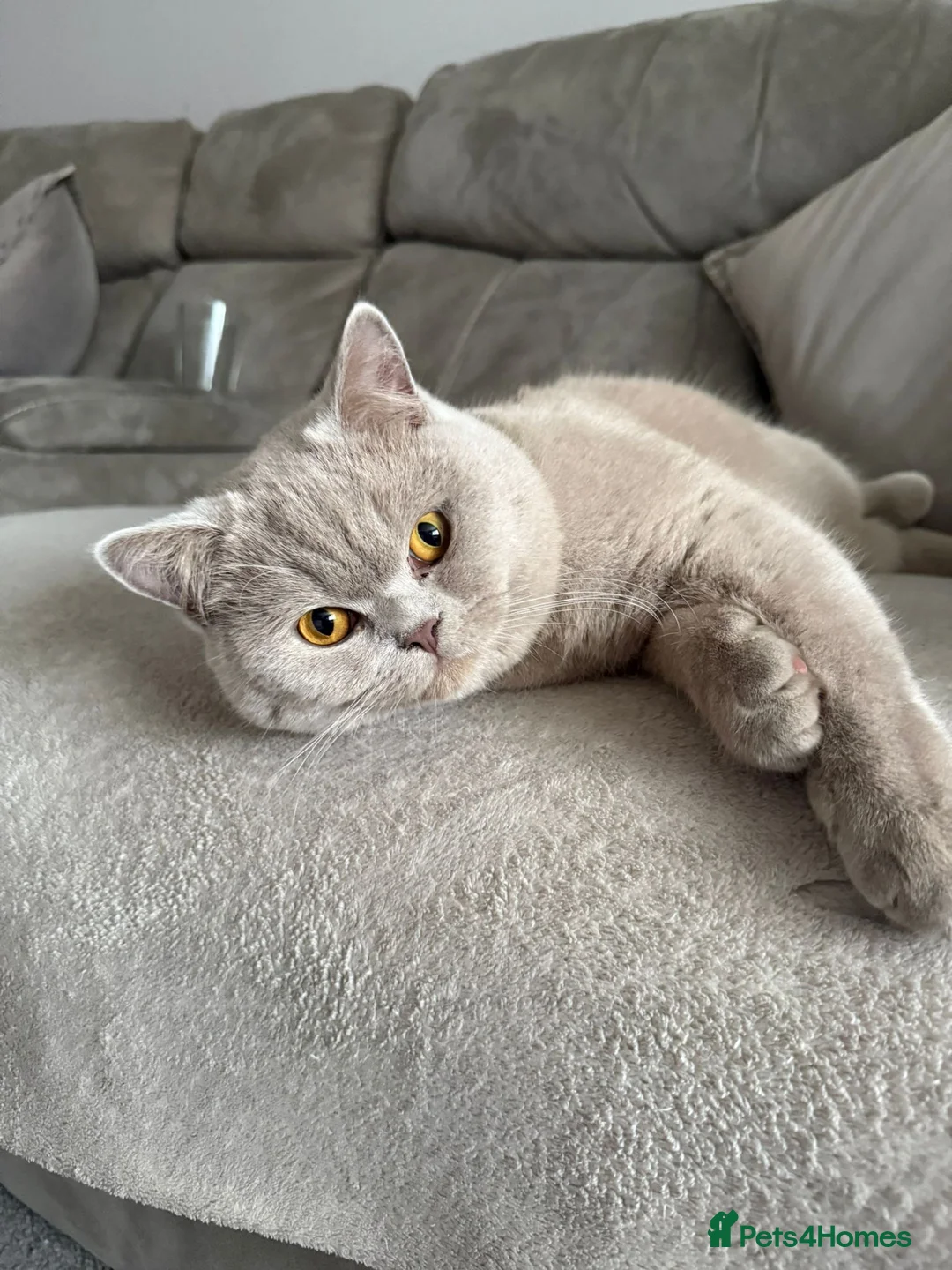 British Shorthair cats for sale: Adorable male BSH - Advert 1