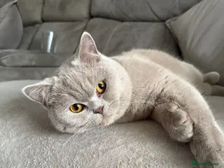 British Shorthair cats Adorable male BSH - Advert 1