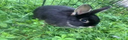 Netherland Dwarf rabbits for sale: URGENT 1 LEFT - Advert 31