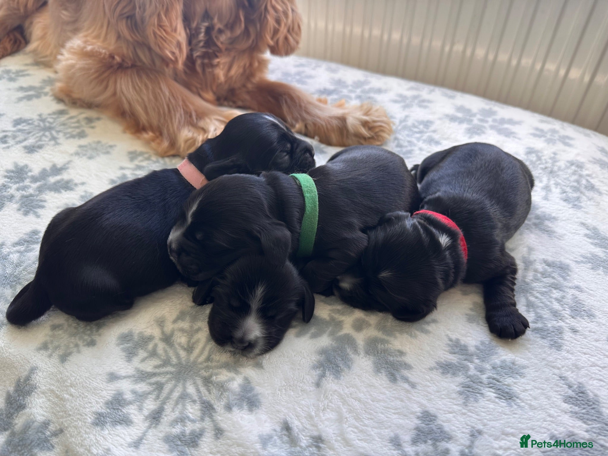 Cocker Spaniel dogs 🐶🐾 SHOW COCKER SPANIELS FOR SALE🐾🐶 - Advert 3