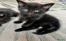 Ragdoll cats for sale: Beautiful coat Mink Ragdoll X British Short hair - Image 7