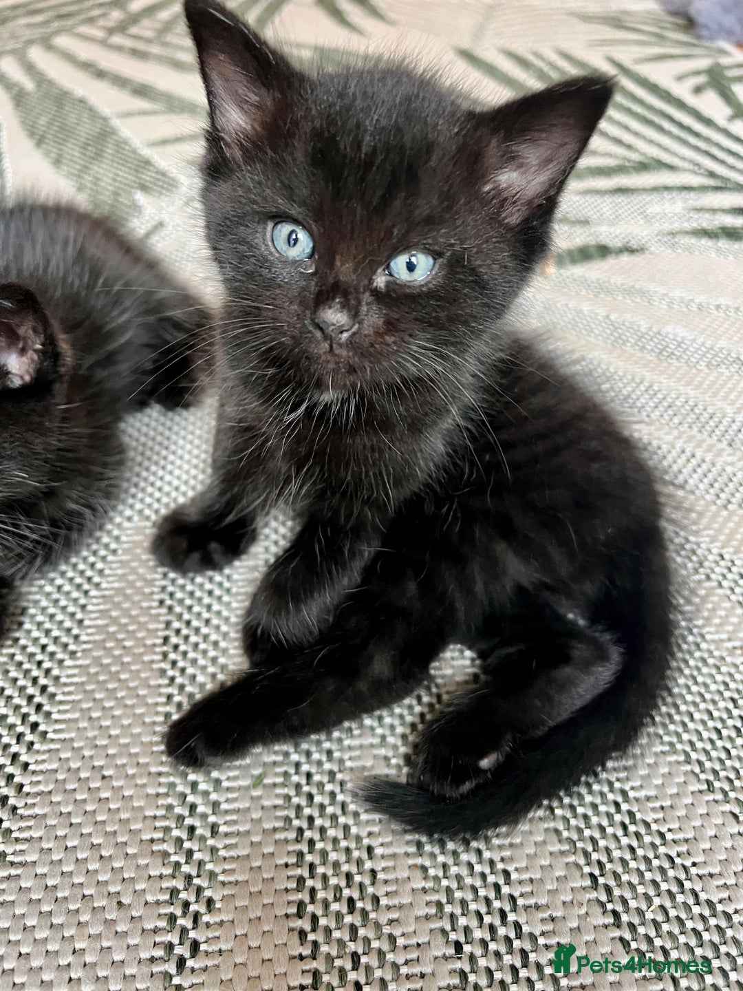 Ragdoll cats for sale: Beautiful coat Mink Ragdoll X British Short hair - Image 7