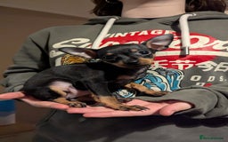 Russian Toy Terrier dogs for sale: Russian toy terrier cross Prague ratter - Image 6