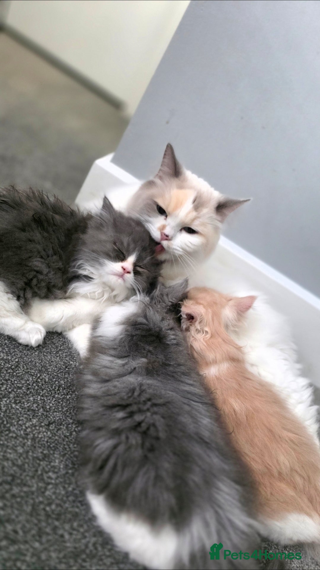 Mixed Breed cats for sale: Beautiful Ragdoll-Persian kittens - Advert 12