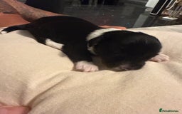 Mixed Breed dogs for sale: Stunning Merle chihuahua 2 girls ready 22nd dec - Advert 19