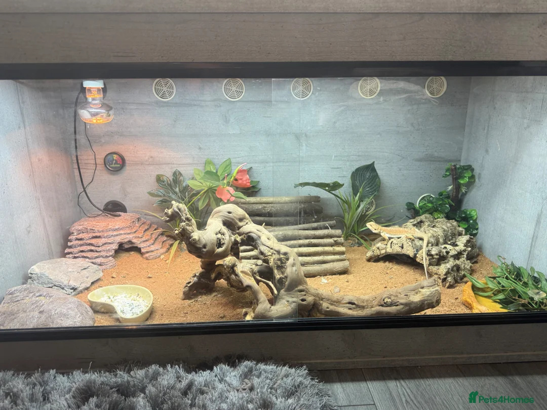 Bearded Dragon reptiles for sale: 4 month old bearded dragon - Advert 1