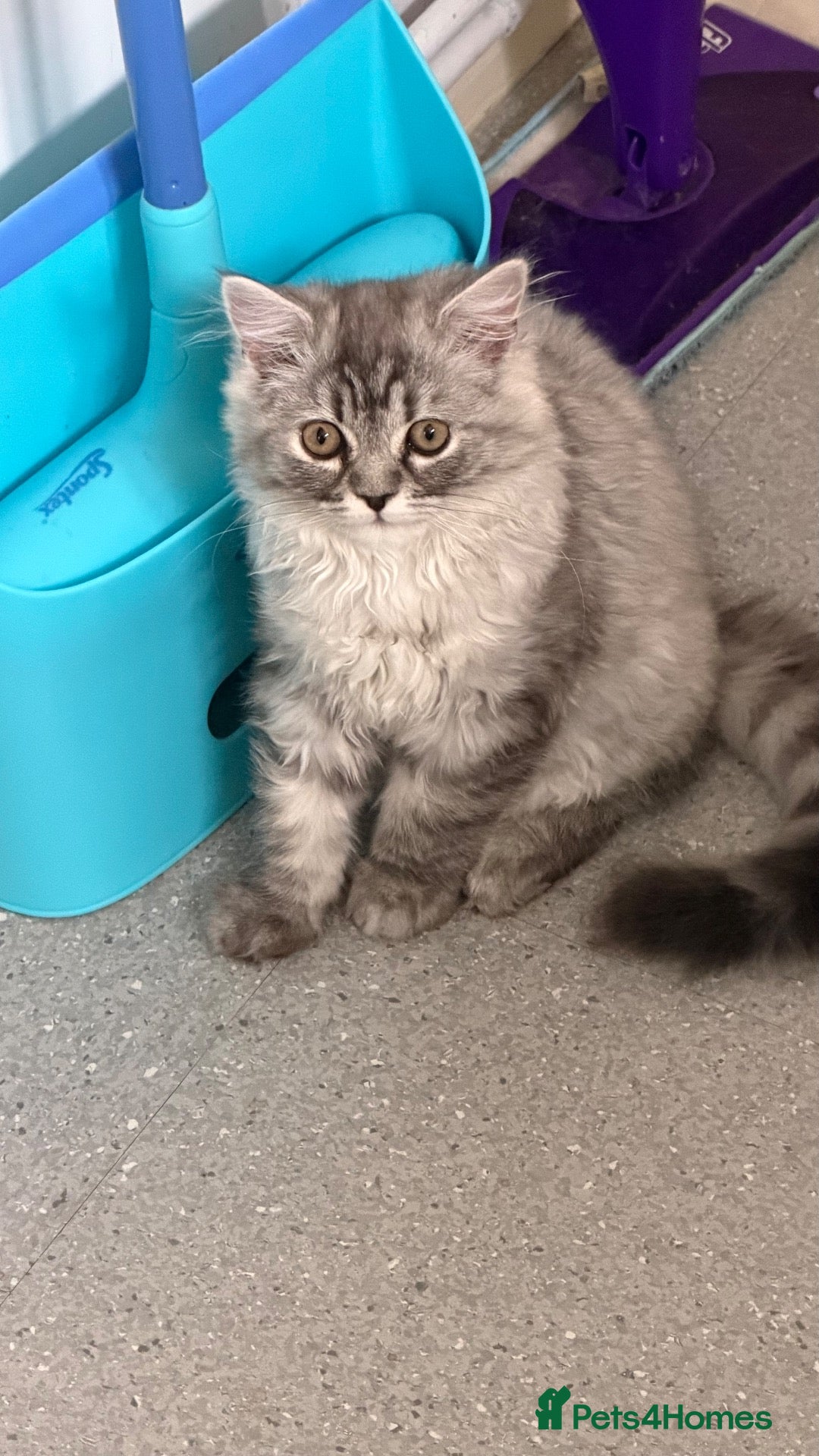 Persian cats Hans Solo — chinchilla kitten - Ready Now - Advert 6