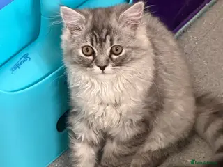 Persian cats Hans Solo — chinchilla kitten - Ready Now - Advert 6