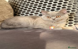 British Shorthair cats for sale: British Shorthair kittens and Mum for sale - Image 3