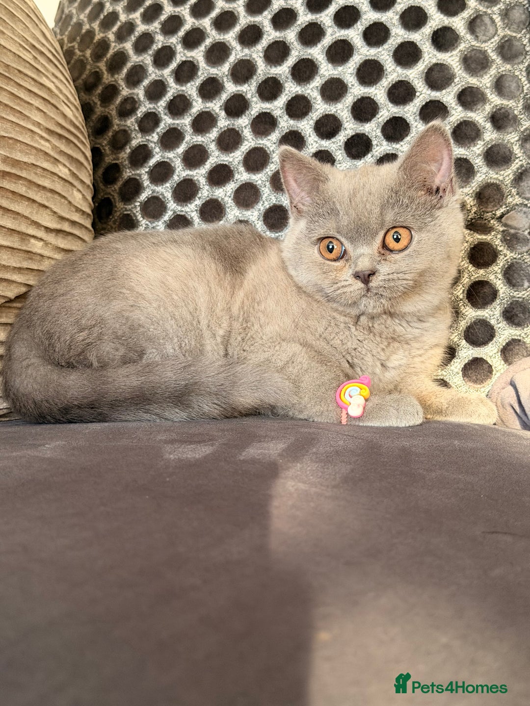 British Shorthair cats for sale: British Shorthair kittens and Mum for sale - Image 3