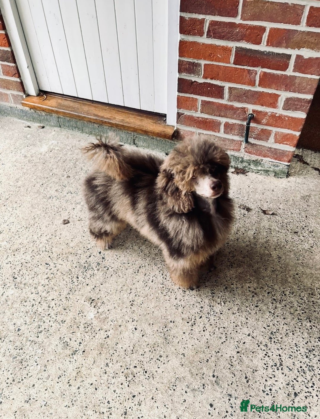 Cockapoo dogs for sale: Miniature cockapoos - Image 16