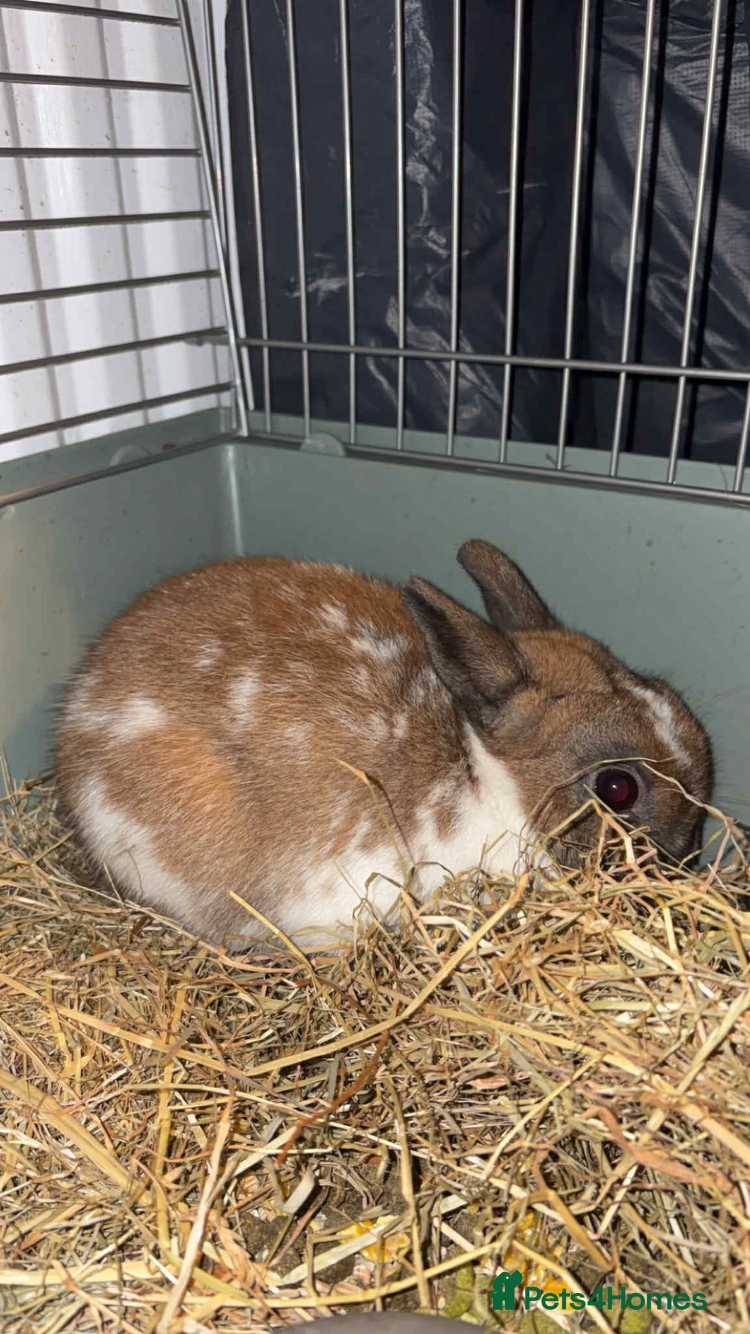 Mixed Breed rabbits for sale: Rabbit for sale - Advert 2