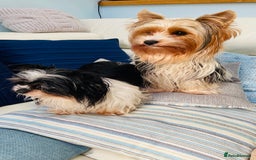 Biewer Terrier dogs for sale: Biewer Yorkshire Terrier - Image 11