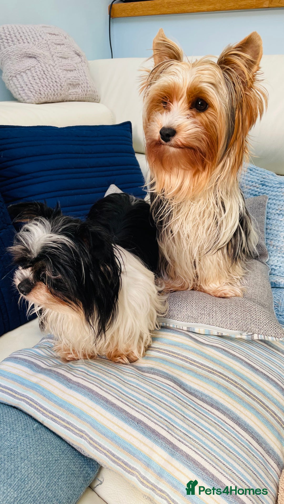 Biewer Terrier dogs for sale: Biewer Yorkshire Terrier - Image 11