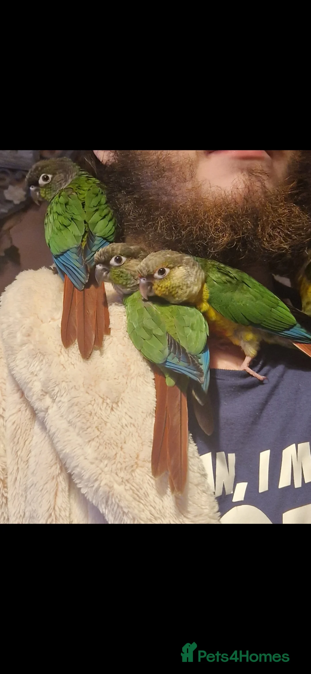 Conures birds for sale: Conure babies - Advert 2