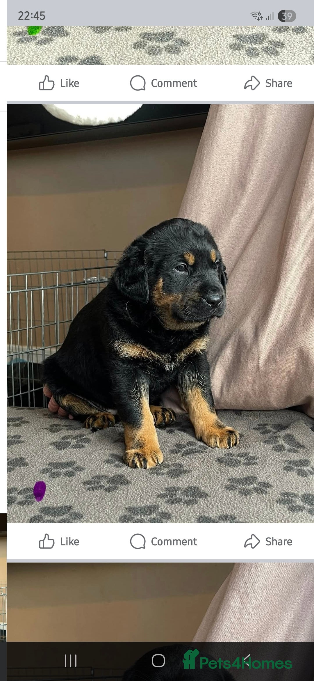 Mixed Breed dogs for sale: Luna pups - Image 14