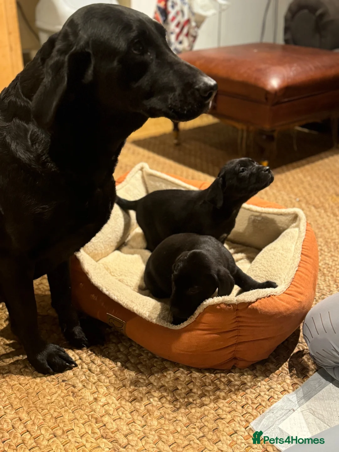 Borador dogs for sale: Collie x labradors  - Advert 3