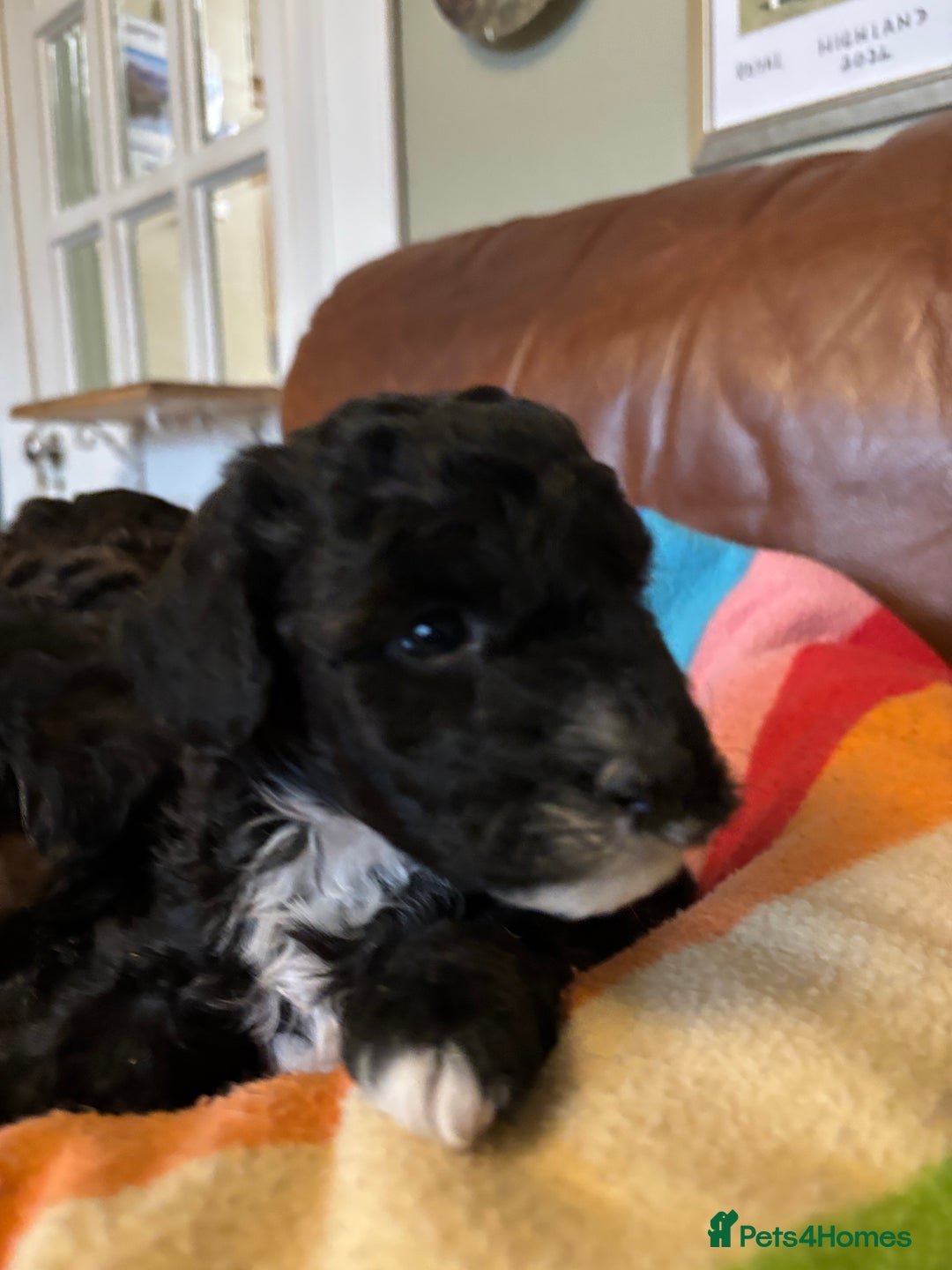 Jackapoo dogs for sale: Jackadoodles - Advert 7